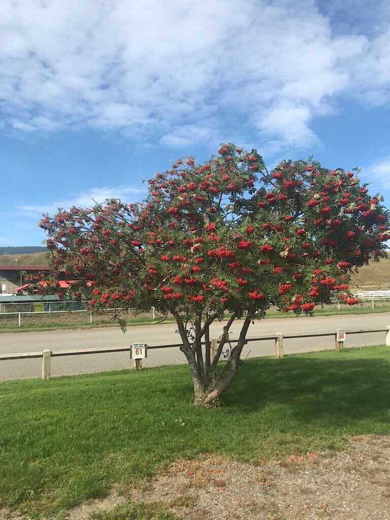 The Mountain Ash are spectacular , Bow Valley Freedom